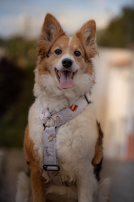 Arnés grande en H cierre único (4cm grosor)