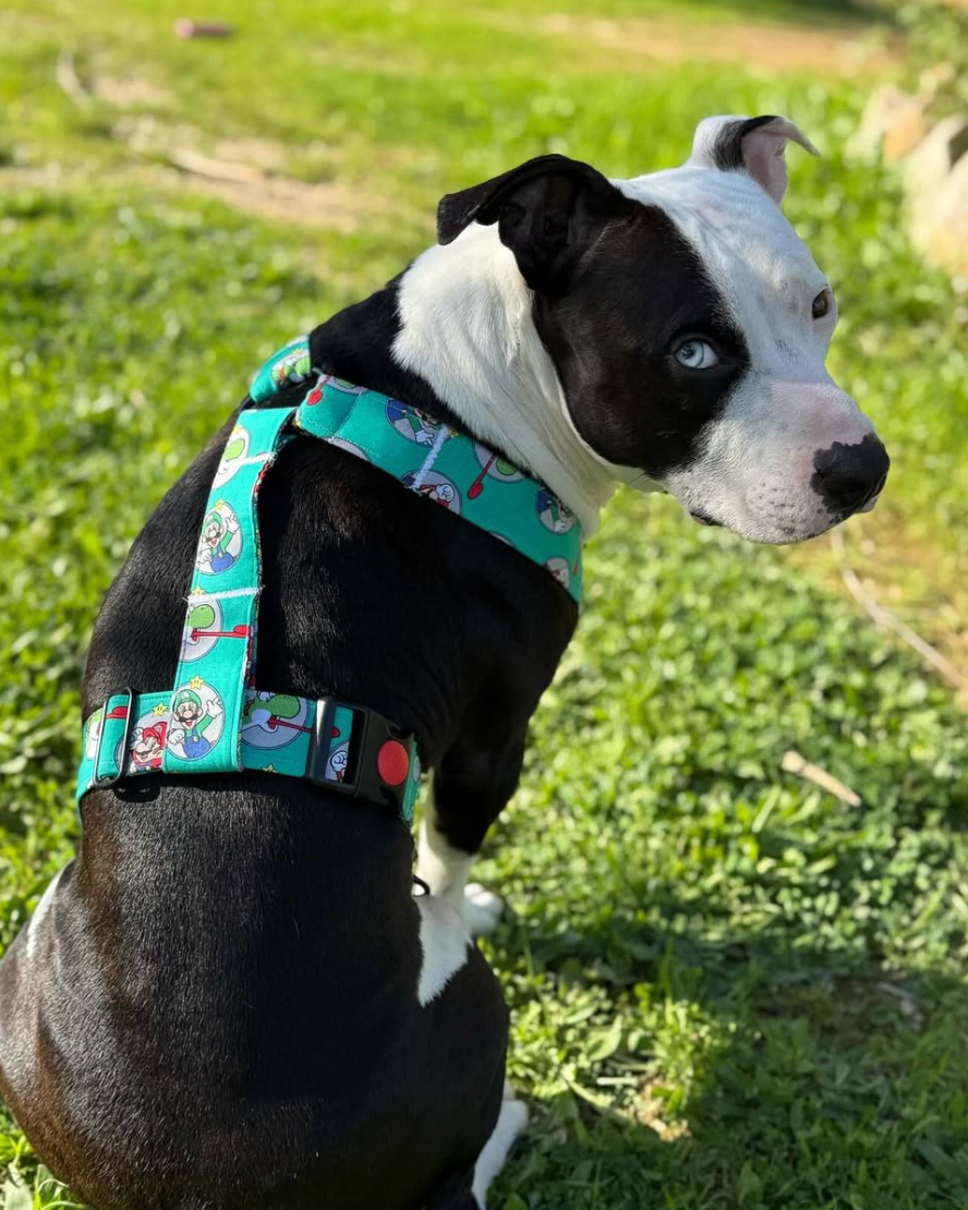 Arnés grande en H cierre único (4cm grosor)