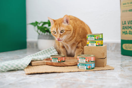 LATAS GATO - RECETAS DEL CHEF