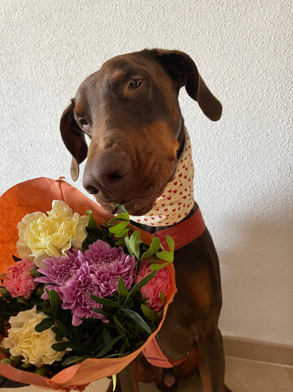 Arnés pequeño en H cierre único  (2,5cm grosor)