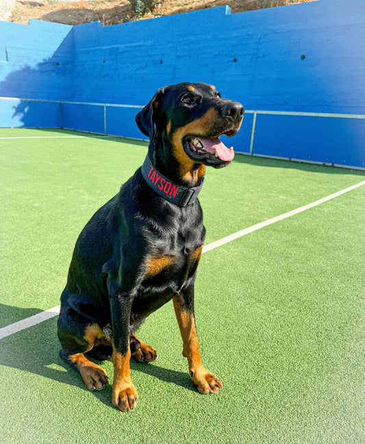 Collar regulable Talla grande