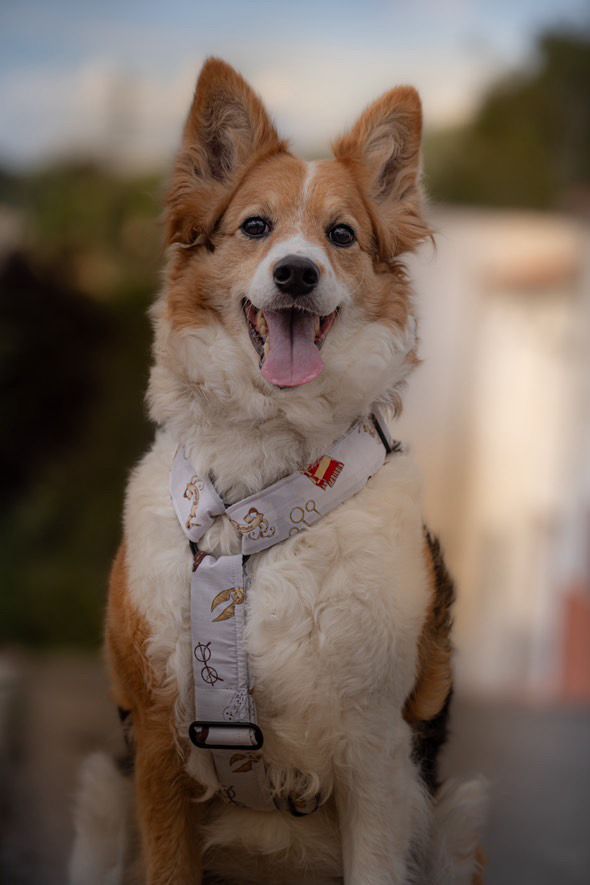 Arnés grande en H cierre único (4cm grosor)