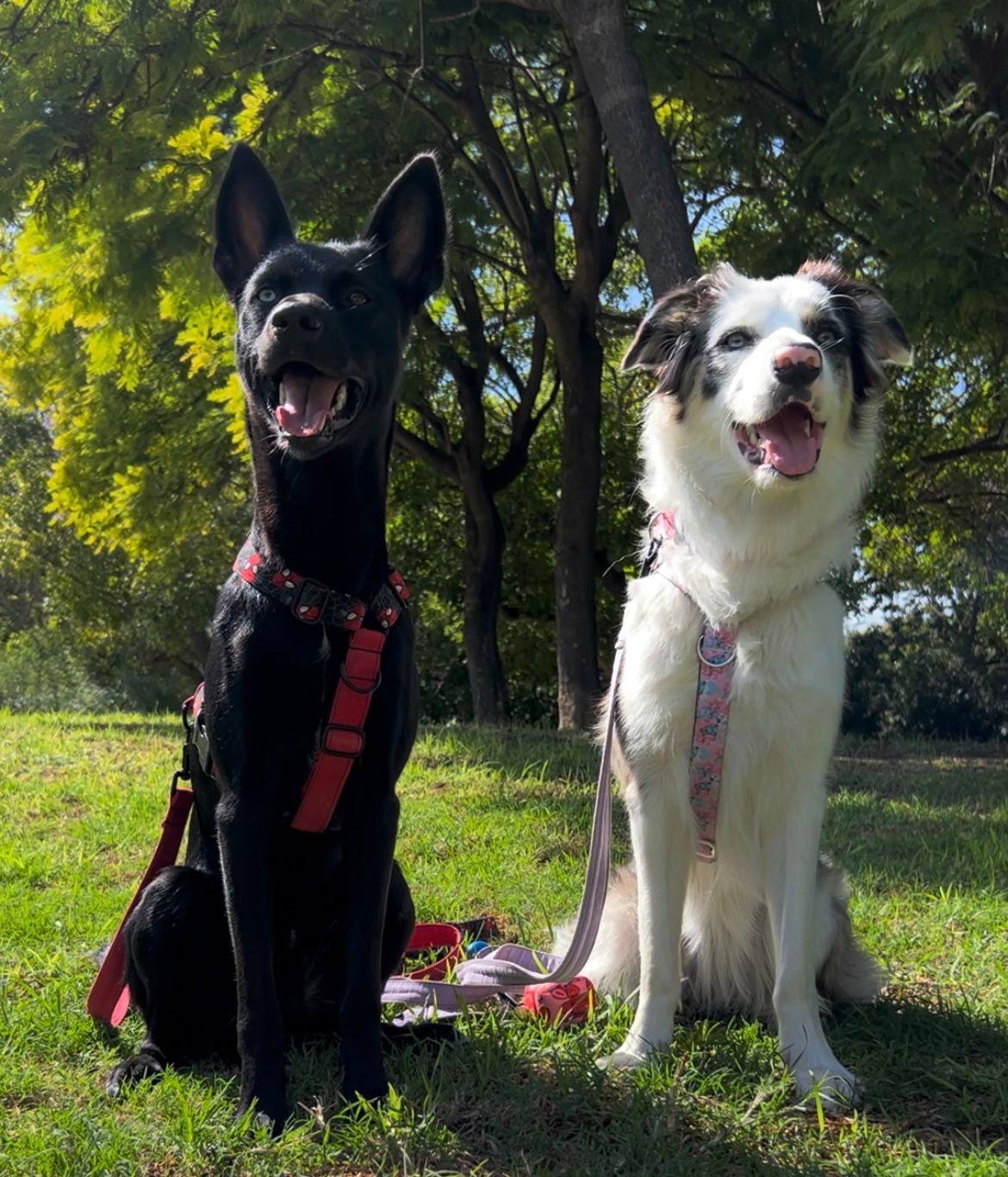 Arnés grande en H cierre único (4cm grosor)